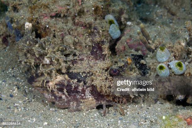 Inimicus Photos and Premium High Res Pictures - Getty Images