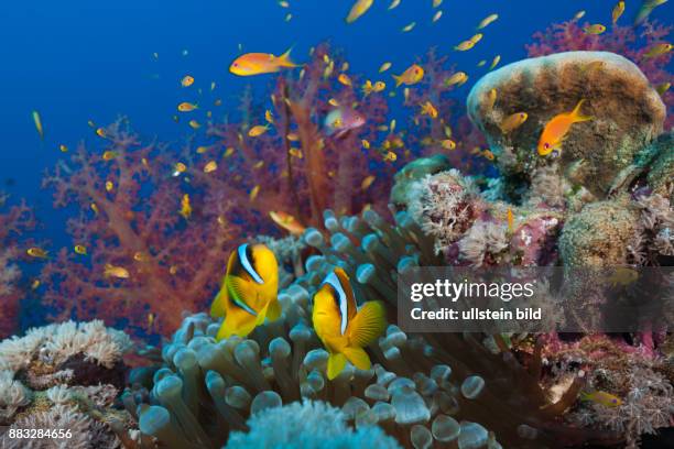 Muhammad Fish 1,849 Muhammad Fish Stock Photos, High-Res Pictures, and Images - Getty ...