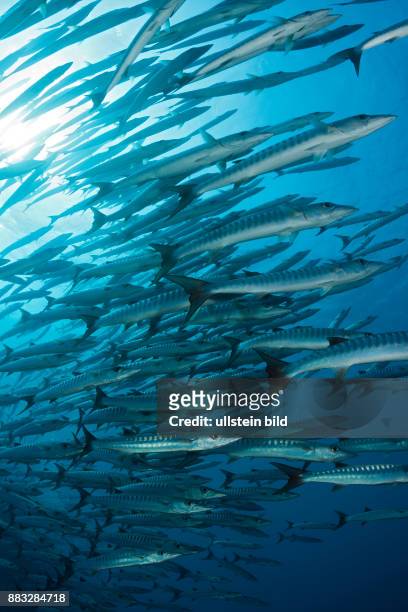 Shoal of Blackfin Barracuda, Sphyraena qenie, Shaab Rumi, Red Sea, Sudan