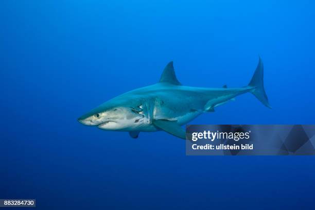 Great White Shark, Carcharodon carcharias, Neptune Islands, Australia