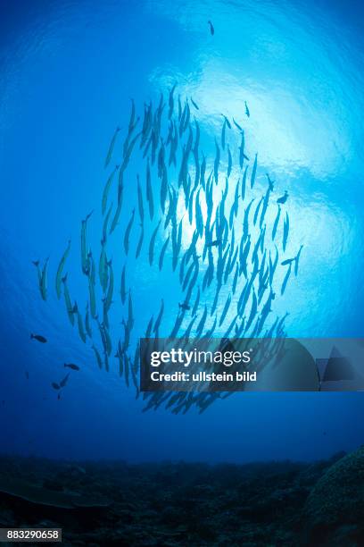 Shoal of Blackfin Barracuda, Sphyraena qenie, Mary Island, Solomon Islands
