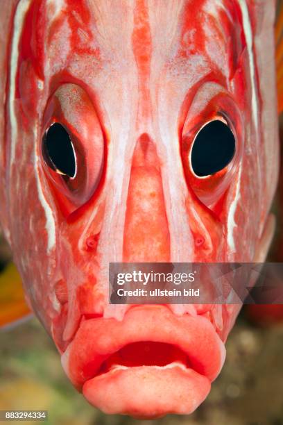 Portrait of Squirrelfish, Sargocentron spiniferum, Red Sea, Dahab, Egypt