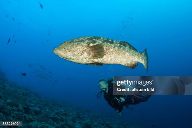 Muhammad Fish Muhammad Fish Photos and Premium High Res Pictures - Getty Images