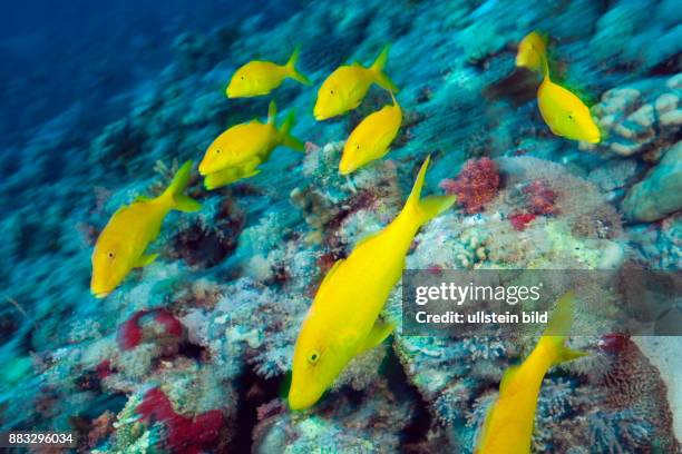 Shoal of Goldspotted Gaotfish, Parupeneus cyclostomus, Red Sea, Ras Mohammed, Egypt