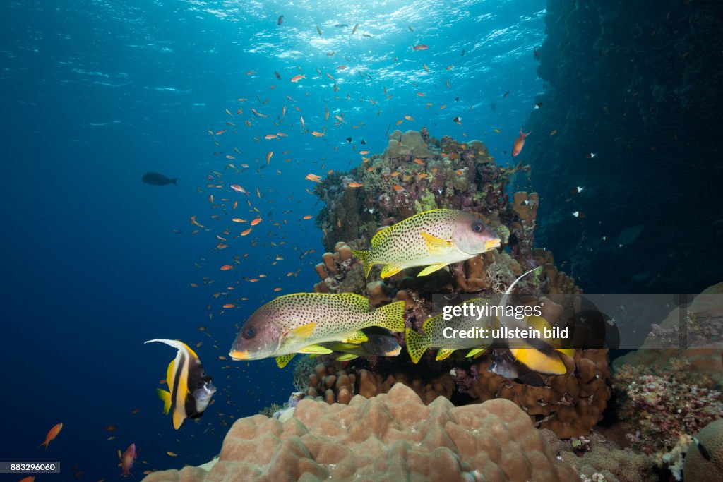 Blackspotted Sweetlips, Plectorhinchus gaterinus, Sanganeb, Red Sea, Sudan