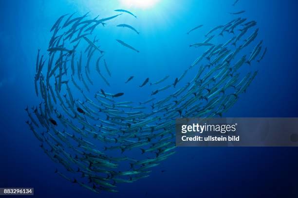 Schooling Blackfin Barracudas, Sphyraena qenie, Mary Island, Solomon Islands