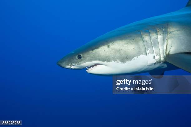 Great White Shark, Carcharodon carcharias, Neptune Islands, Australia