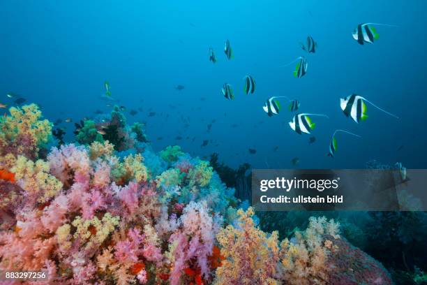 Longfin Bannerfish over Soft Coral Reef, Heniochus acuminatus, Triton Bay, West Papua, Indonesia