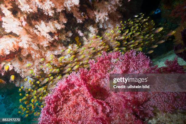 Shoal of Pygmy Sweeper, Parapriacanthus ransonneti, Triton Bay, West Papua, Indonesia