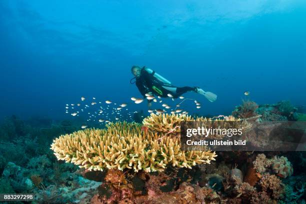 Taucher am Riff, Tanimbar Islands, Moluccas, Indonesia