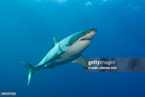 Great White Shark, Carcharodon carcharias, Neptune Islands, Australia