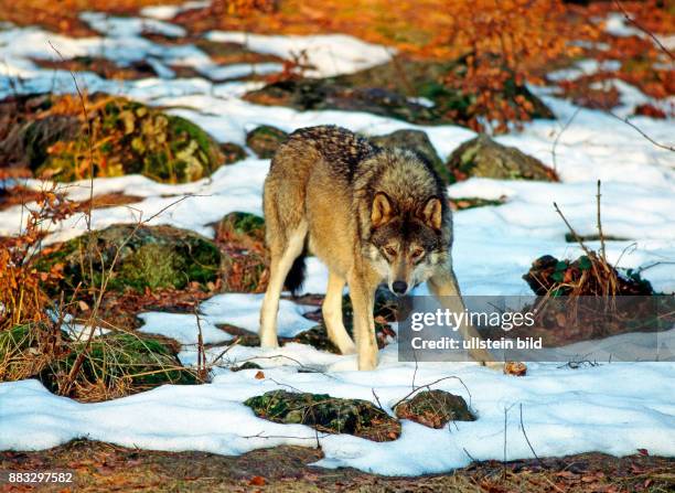 Europaeischer Wolf streift auf Nahrungssuche ueber eine winterliche Waldlichtung mit Schneeresten