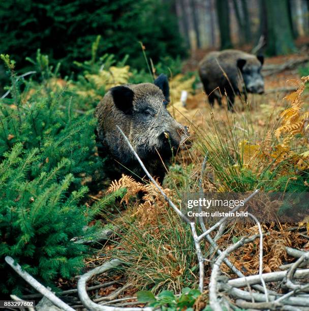 Wildschweine wechseln aus einer Fichtenschonung in den Hochwald