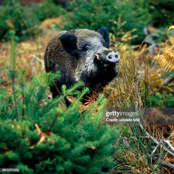 Wildschwein verhofft auf einer Waldlichtung, hebt den Ruessel und holt sich Wind