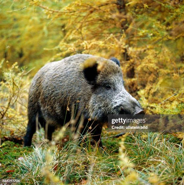 Wildschwein wechselt auf Nahrungssuche durch das Unterholz im herbstlichen Wald