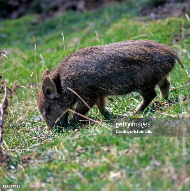 Frischling, junges Wildschwein Sus scrofa, wuehlt mit dem Ruessel nach Nahrung im Boden