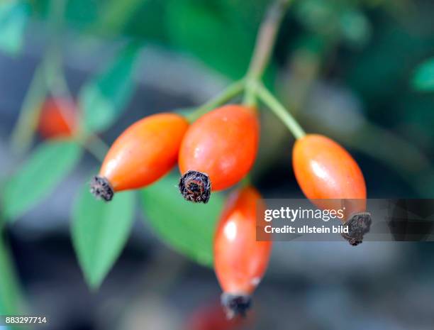 Rot leuchten die Hagebutten der Hundsrose auch Wildrose oder Heckenrose im Herbst aus den wilden Rosenstraeuchern, wichtige Winternahrung fuer viele...