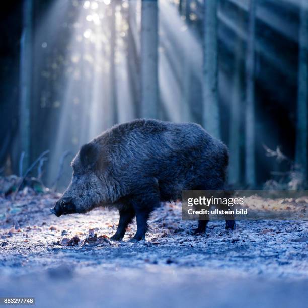 Wildschweinkeiler, auch Schwarzwild Sus scrofa, steht auf Nahrungssuche auf einer verschneiten Lichtung im Winterwald