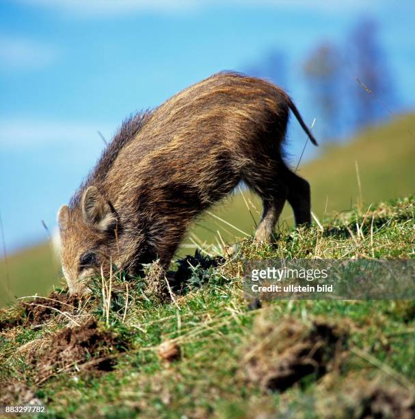 Frischling, junges Wildschwein Sus scrofa, wuehlt mit dem Ruessel nach Nahrung im Boden