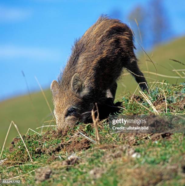 Frischling, junges Wildschwein Sus scrofa, wuehlt mit dem Ruessel nach Nahrung im Boden