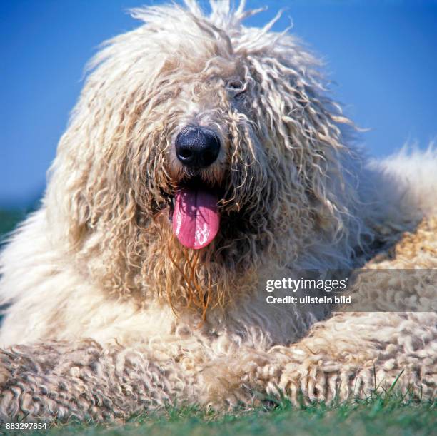 Ungarischer Komondor, eine alte schoene Hunderasse, die schon vor mehr als 1000 Jahren von den damals wandernden Magyaren als Huete- und Wachhunde...