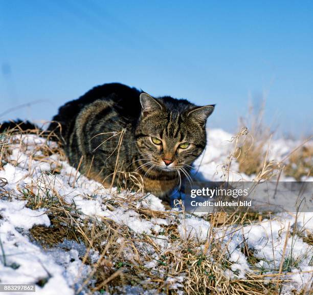 Gestromte Hauskatze lauert im verschneiten Garten