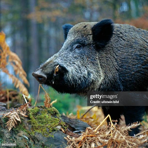 Wildschwein verhofft auf einer Waldlichtung zwischen vertrockneten Farnwedeln