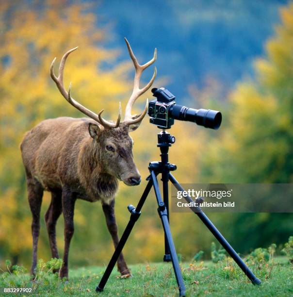 Rothirsch als Kameramann an der Fotokamera auf einer Bergwiese.