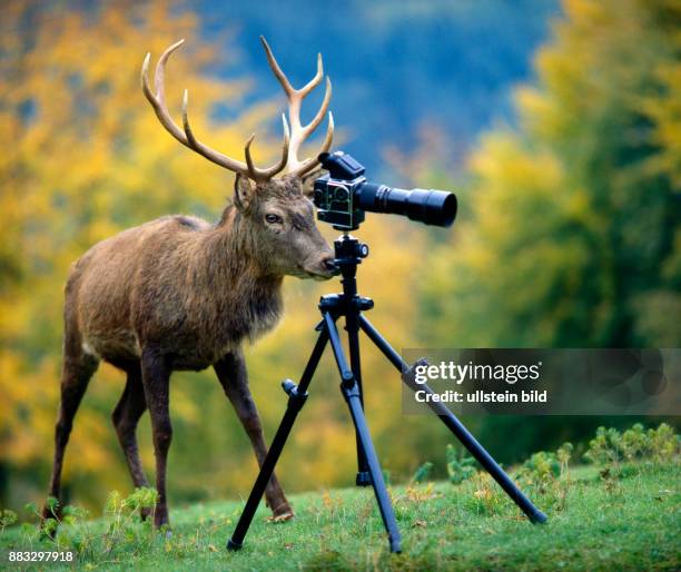 Rothirsch als Kameramann an der Fotokamera auf einer Bergwiese.