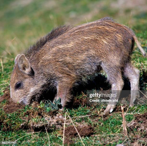 Frischling, junges Wildschwein Sus scrofa, wuehlt mit dem Ruessel nach Nahrung im Boden