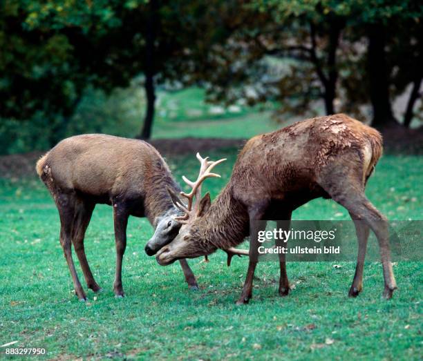 Rothirsch fordert auf dem herbstlichen Brunftplatz einen Nebenbuhler zum Kampf, um seinen Anspruch als Platzhirsch zu verteidigen