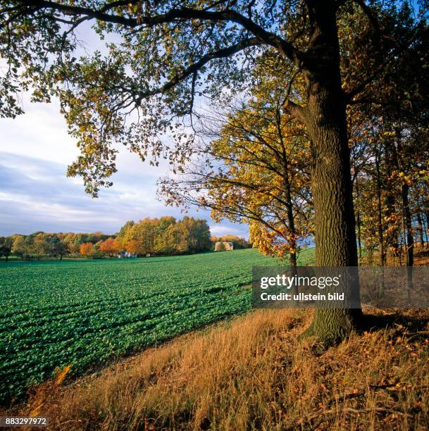 Herbstlich bunt gefaerbte Laubbaeume an der Feldkante eines Bauernholzes im Abendlicht