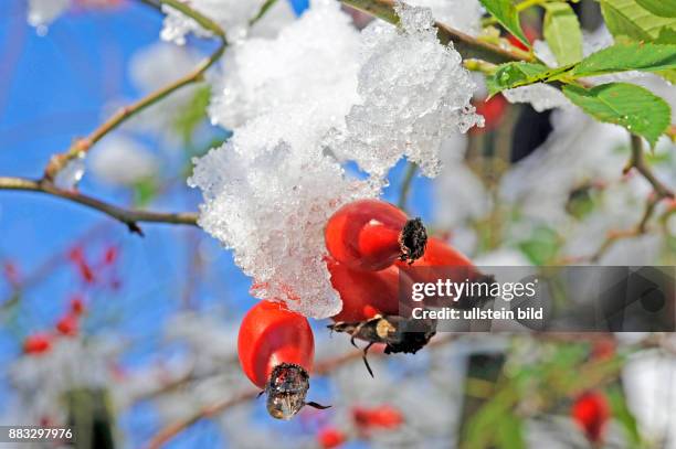 Rot leuchten die Hagebutten der Hundsrose auch Wildrose oder Heckenrose aus den Rosenstraeuchern im verschneiten Garten, wichtige Winternahrung fuer...