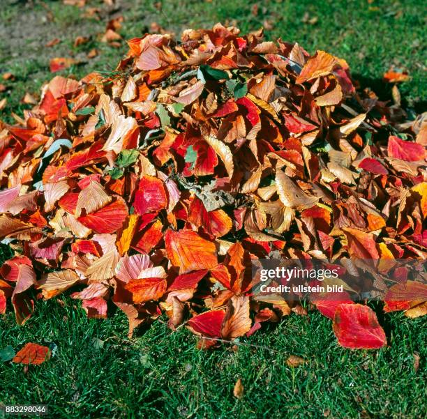Laubhaufen aus buntem Herbstlaub im Garten