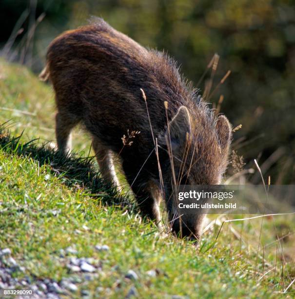 Frischling, junges Wildschwein Sus scrofa, wuehlt mit dem Ruessel nach Nahrung im Boden