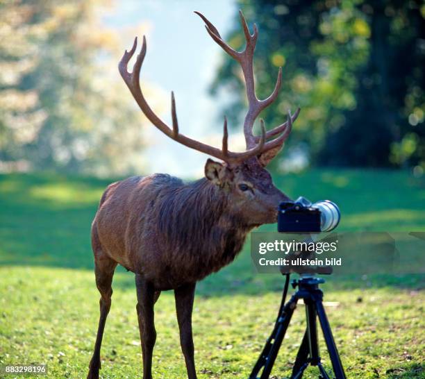 Rothirsch als Kameramann an der Fotokamera auf einer Bergwiese.