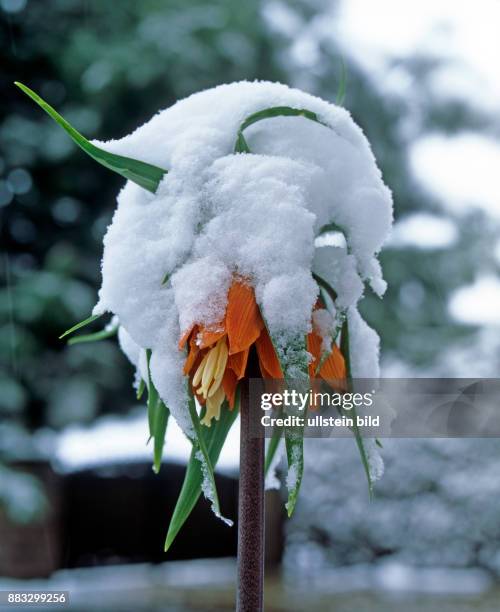 Bluehende Kaiserkrone Fritillaria imperialis im Nachwinter schneebedeckt.