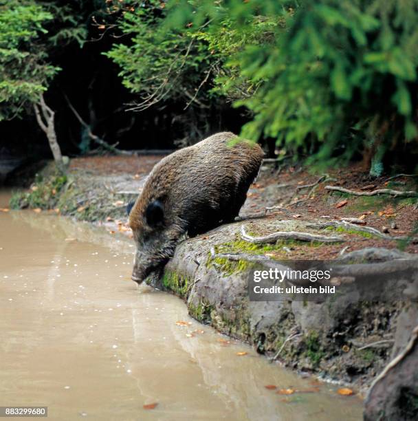 Wildschwein wechselt zum Suhlen, zur Koerperpflege, in eine Schlammsenke im Fichtenwald