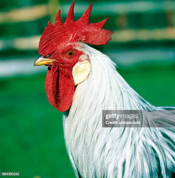 Portraet schmucker Haushahn der Rasse Italiener silberfarbig, freilaufend in oekologischer Haltung auf gruener Wiese