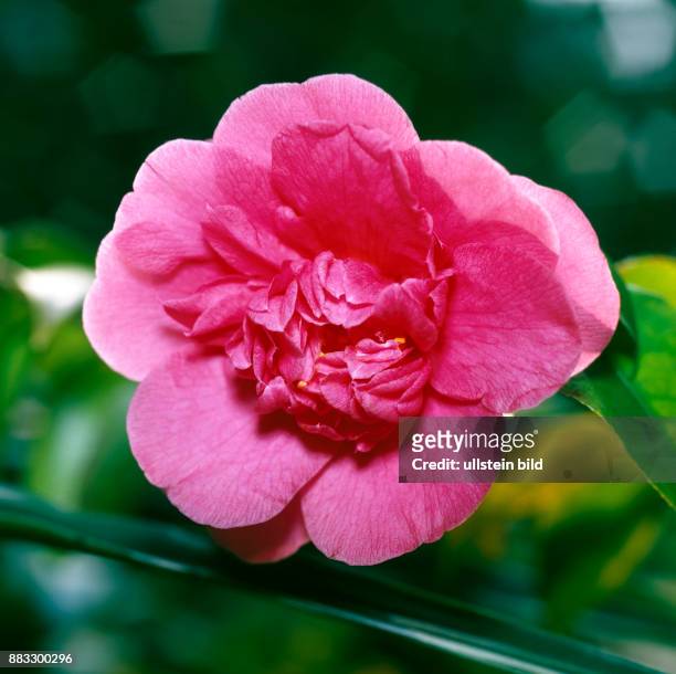 Rot bluehende Kamelie Camellia japonica, eine exotische Zierpflanze aus Ostasien, die der Jesuitenpater Georg Josef Camellius 1739 erstmals nach...