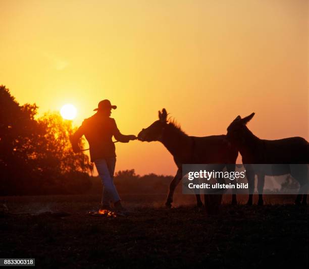 Junger Mann mit Cowboyhut und zwei Eseln bei untergehender Sonne neben der Feuerstelle