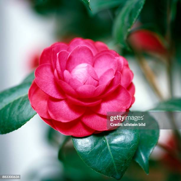 Rot bluehende Kamelie Camellia japonica, eine exotische Zierpflanze aus Ostasien, die der Jesuitenpater Georg Josef Camellius 1739 erstmals nach...