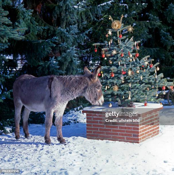 Esel am geschmueckten Weihnachtsbaum im verschneiten Garten