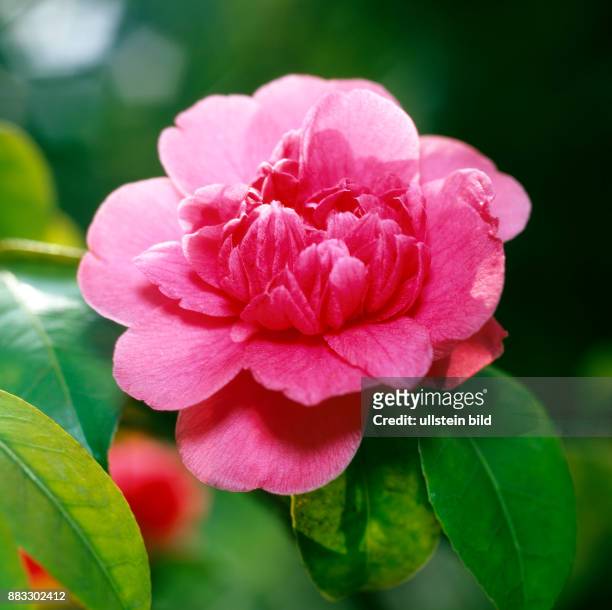Rot bluehende Kamelie Camellia japonica, eine exotische Zierpflanze aus Ostasien, die der Jesuitenpater Georg Josef Camellius 1739 erstmals nach...