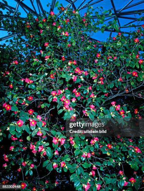 Rot bluehende Riesen-Kamelie Camellia japonica, eine exotische Zierpflanze aus Ostasien im Kamelienhaus Pillnitz, die aelteste in Europa stehende...