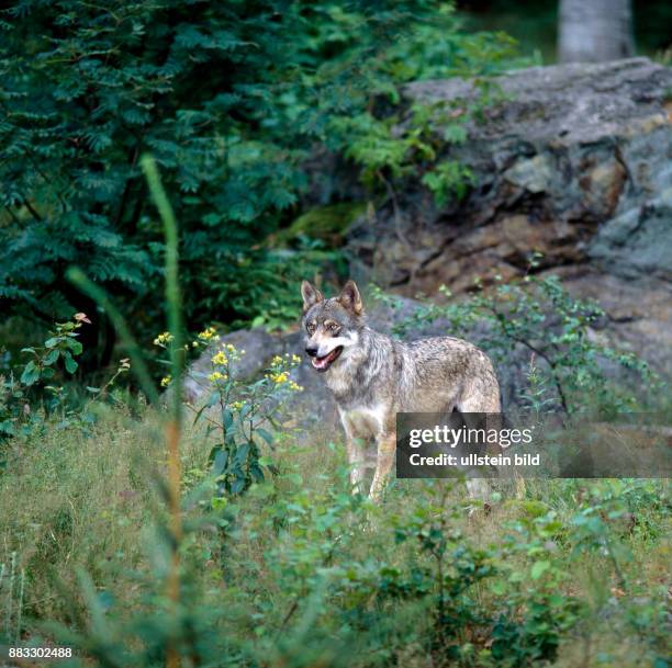 Europaeischer Wolf streift auf Nahrungssuche ueber eine Waldlichtung