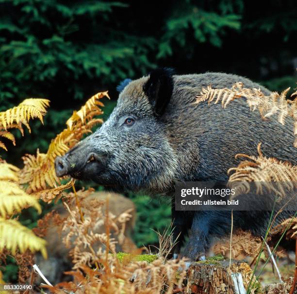 Wildschwein verhofft im Unterholz hinter vertrockneten Farnwedeln