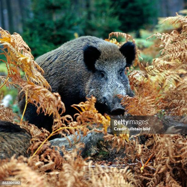 Wildschwein verhofft im Unterholz hinter vertrockneten Farnwedeln