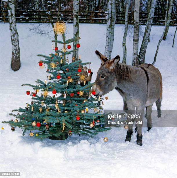 Esel am geschmueckten Weihnachtsbaum auf verschneiter Koppel