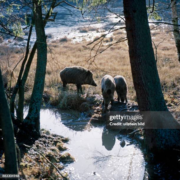 Wildschweinrotte wechselt auf Nahrungssuche durch ein Moorgebiet